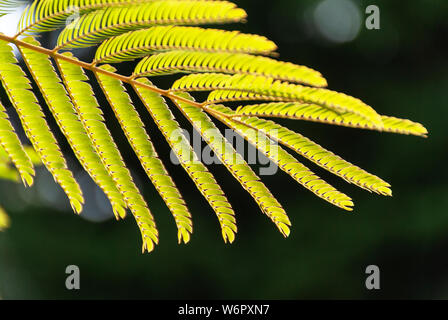 Albizia Julibrissin 'Rosea' Blätter an Hintergrundbeleuchtung Sonnenuntergang. Grüner Hintergrund. Allgemein bekannt als rosa Seide Baum ist ein Baum oder Strauch mit herrlichem Stockfoto