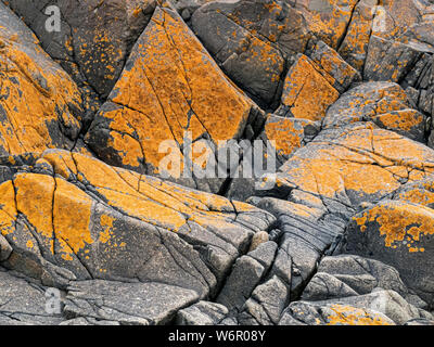 Bunte Algen auf den Felsen in der Nähe der Abtei auf der heiligen Insel Stockfoto