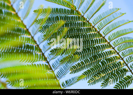 Albizia Julibrissin 'Rosea' Blätter an Hintergrundbeleuchtung Sonnenuntergang. Grüner Hintergrund. Allgemein bekannt als rosa Seide Baum ist ein Baum oder Strauch mit herrlichem Stockfoto