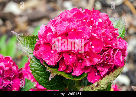 Rote Hydrangea macrophylla aus nächster Nähe rote Blume Stockfoto
