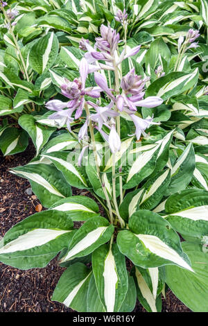 Hosta 'Riskant', bunte Blätter Pflanze Stockfoto