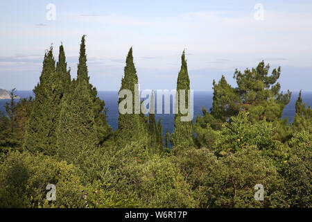 Park in Livadia. Krim. Die Ukraine Stockfoto