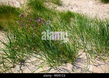 Küste von Jurmala, Lettland, blau Gänsedistel und marram Gras wachsen im Sand Stockfoto