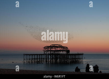 Der Tanz der Stare Brighton West Pier Stockfoto