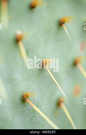 Opuntia linguiformis scharfe Dorne Natur Makro Hintergrund Stockfoto
