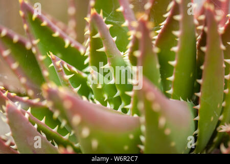 Dicke flesgy Blätter von Sukkulenten Pflanzen Natur Makro Hintergrund Stockfoto