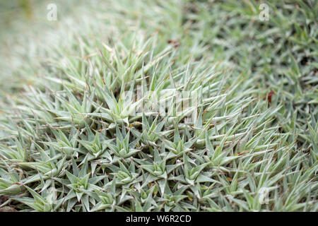 Natürlichen Hintergrund von scharfen Blätter von Deuterocohnia buergeri Stockfoto