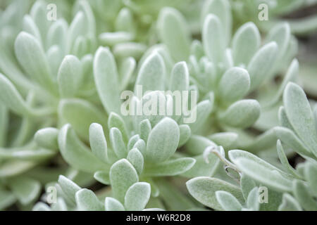 Flora Lanzarote - Helichrysum gossypinum, Watte ewigen, gefährdete Arten Stockfoto