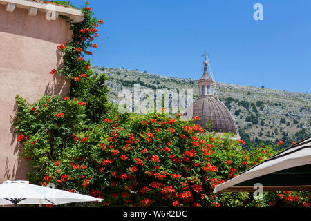 Campsis radicans (Trompete Rebe) und die Kuppel der Kathedrale, von Poljana Ruđera Boškovića gesehen, Stari Grad, Dubrovnik, Kroatien Stockfoto