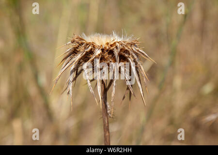 Flora von Gran Canaria - Silybum marianum, Mariendistel, chemische seedhead Stockfoto