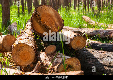 Ein Woodpile aus gehacktem Holz im Wald Stockfoto