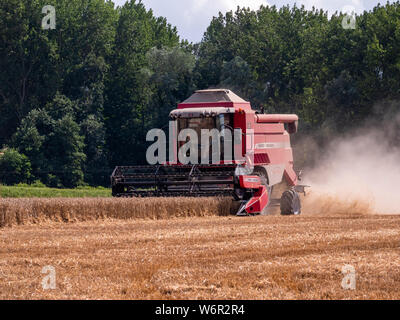 Weizen Ernte beginnt im Great Bardfield Essex UK. Diese Zeit des Jahres ist eine besorgte Zeit für Landwirte wie der Weizen muss vor dem Regen verdirbt es geerntet werden. Stockfoto