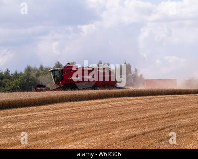 Weizen Ernte beginnt im Great Bardfield Essex UK. Diese Zeit des Jahres ist eine besorgte Zeit für Landwirte wie der Weizen muss vor dem Regen verdirbt es geerntet werden. Stockfoto