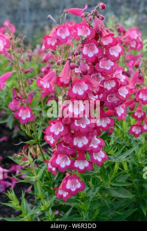 Panstemon pensham Marilyn tief rosa und weißen glockenförmigen Blüten Stockfoto