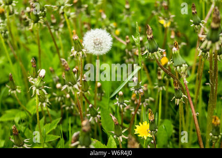 Weißen flauschigen Löwenzahn, natürlichen, grünen verschwommen Frühling Hintergrund, selektive konzentrieren. Schönen weißen Löwenzahn Blumen close-up. Platz kopieren Stockfoto