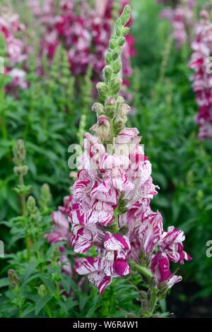 Antirrhinum majus Violett twist snapdragon Blumen snapdragons Stockfoto