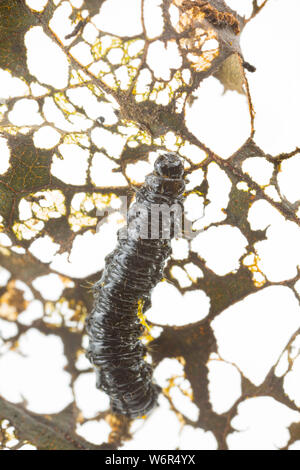 Die Larve der Erle leaf Beetle, Agelastica alni, dass Fütterung auf ein Erle Blatt wurde, Alni glutinosa. Der Käfer war ausgestorben in der als Stockfoto