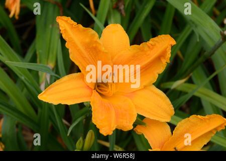 Hemerocallis Burning Daylight daylily duftenden orange gelb Trompete geformte Blüten Stockfoto