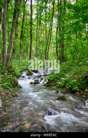 Schnelle Bergbach im Wald, umgeben von Grün. Kaskade von kleinen Wasserfällen in einem Bergbach. Umweltschutz. Reisen Hintergrund Stockfoto