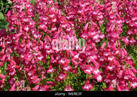 Panstemon pensham Marilyn tief rosa und weißen glockenförmigen Blüten Stockfoto