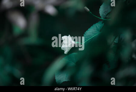 Weiße Blume mit schönem grünen Hintergrund. Stockfoto