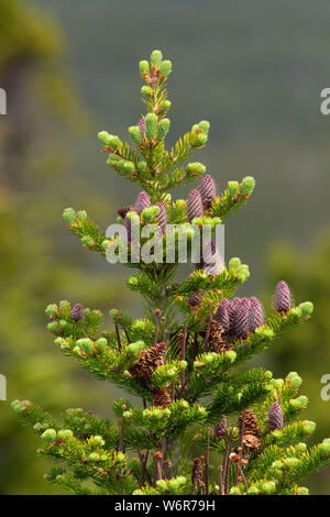 Balsam-tanne auf Ocker, Terra Nova Nationalpark, Neufundland und Labrador, Kanada Stockfoto