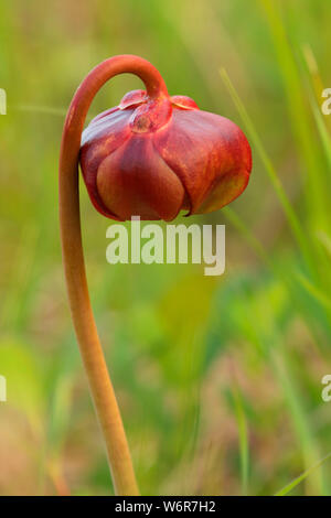 Lila Kannenpflanze (Sarracenia purpurea), Terra Nova Nationalpark, Neufundland und Labrador, Kanada Stockfoto