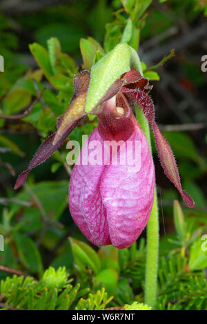 Die Pink Lady Frauenschuh (Cypripedium acaule) auf Blue Hill, Terra Nova Nationalpark, Neufundland und Labrador, Kanada Stockfoto