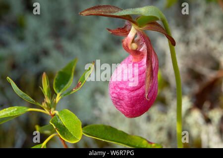 Die Pink Lady Frauenschuh (Cypripedium acaule) auf Ocker Hill Trail, Terra Nova Nationalpark, Neufundland und Labrador, Kanada Stockfoto