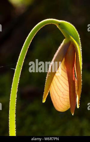 Die Pink Lady Frauenschuh (Cypripedium acaule) auf Ocker Hill Trail, Terra Nova Nationalpark, Neufundland und Labrador, Kanada Stockfoto