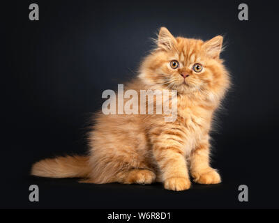Flauschige rot Britisch Langhaar Katze Kätzchen, sitzt seitlich. Mit Blick auf die Kamera mit orangefarbenen Augen. Auf schwarzem Hintergrund isoliert. Stockfoto