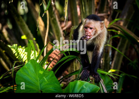 Panamasche white-faced Kapuziner (Cebus Imitator) Bilder Stockfoto