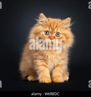 Flauschige rot Britisch Langhaar Katze Kätzchen, Sitzen, Front. Mit Blick auf die Kamera mit orangefarbenen Augen neugierig. Auf schwarzem Hintergrund isoliert. Stockfoto