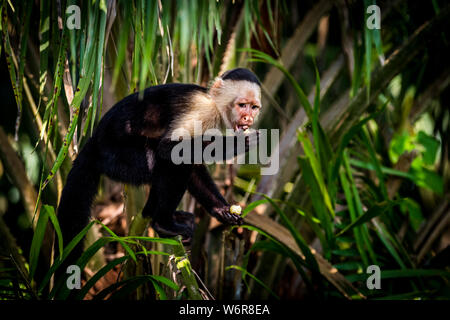 Panamasche white-headed Kapuziner oder Zentrale Amerikanische Weiß-Kapuziner konfrontiert Stockfoto