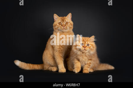 Flauschige rot Britisch Langhaar Katze Kätzchen, sitzen zusammen mit roten nach Kurzhaar. Mit Blick auf die Kamera mit orangefarbenen Augen. Auf schwarzem Hintergrund isoliert. Stockfoto