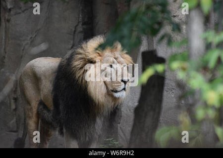 Lion Stockfoto