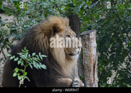 Lion Stockfoto