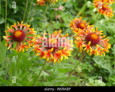 Gaillardia pulchella rot-gelbe Blume Nahaufnahme Stockfoto