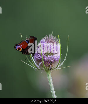 Tagpfauenauge (Algais io) Stockfoto