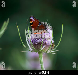 Tagpfauenauge (Algais io) Stockfoto