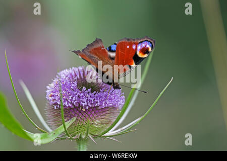 Tagpfauenauge (Algais io) Stockfoto
