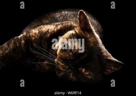 Porträt einer wunderschönen schottischen liegend Katze mit einem schildpatt Farbe faul auf dem Boden liegend, auf einem schwarzen Hintergrund isoliert Stockfoto