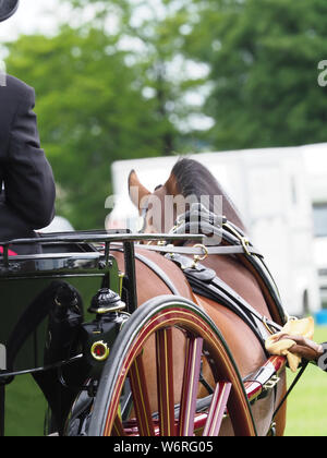 Eine abstrakte geschossen von einer Bucht Welsh Cob in voller Fahrt Kabelbaum. Stockfoto