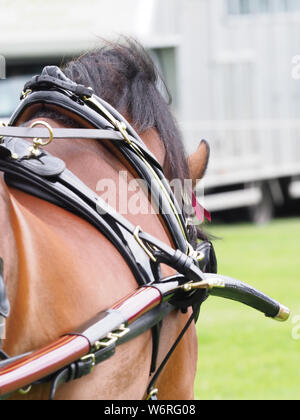 Eine Bucht Welsh Cob in voller Fahrt Kabelbaum. Stockfoto