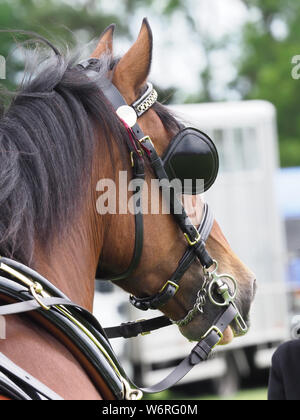 Eine Bucht Welsh Cob in voller Fahrt Kabelbaum. Stockfoto