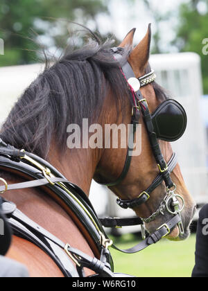 Eine Bucht Welsh Cob in voller Fahrt Kabelbaum. Stockfoto