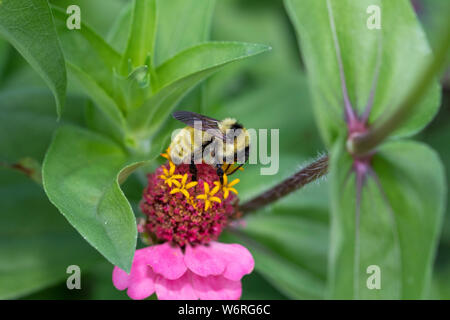 Gelbe Hummel auf zinnia Blume Stockfoto
