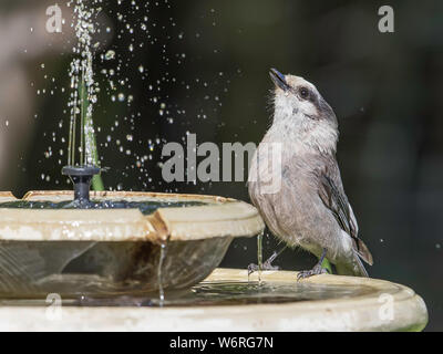 Grau Jay oder Kanada jay Stockfoto