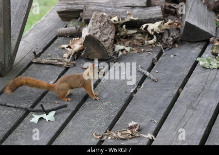 Eichhörnchen auf Deck Stockfoto