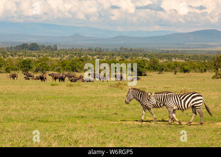 Farbe Landschaft Foto von zwei Burchell's Zebra wandern im Vordergrund mit Herde Büffel im Hintergrund, auf Ol Pejeta Conservancy, Kenia. Stockfoto